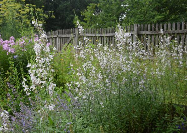 Lythrum virgatum 'White Swirl' | Rutenweiderich